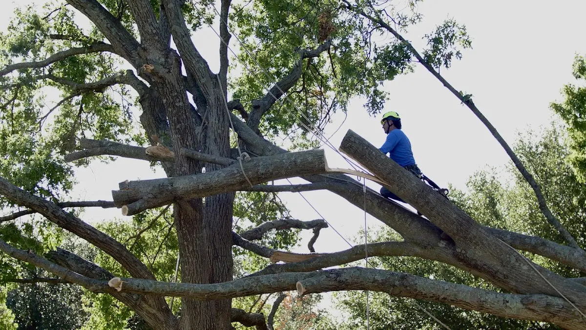 Professional Hazardous Tree Removal performed by certified arborists in Ben Franklin