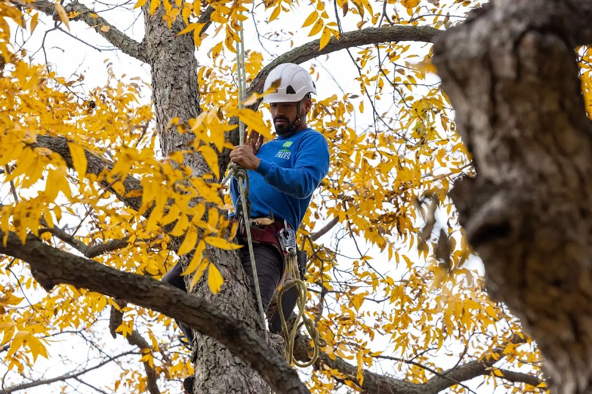 Skilled Dead Tree Removal crew working in Ben Franklin